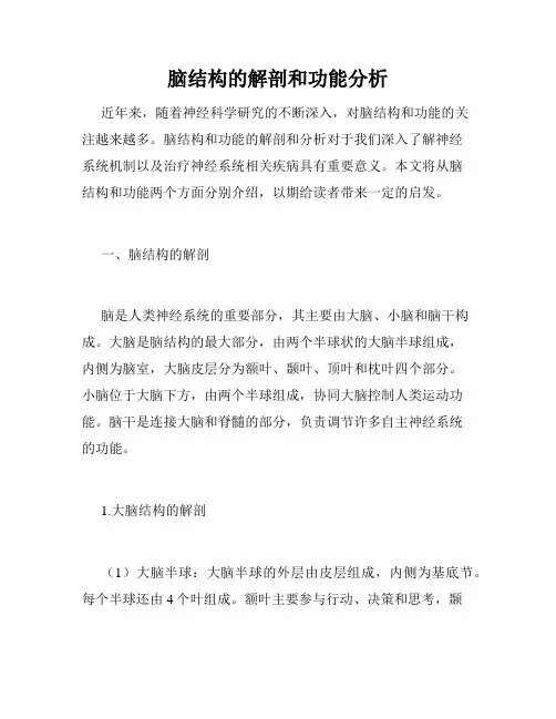 脑结构的解剖和功能分析