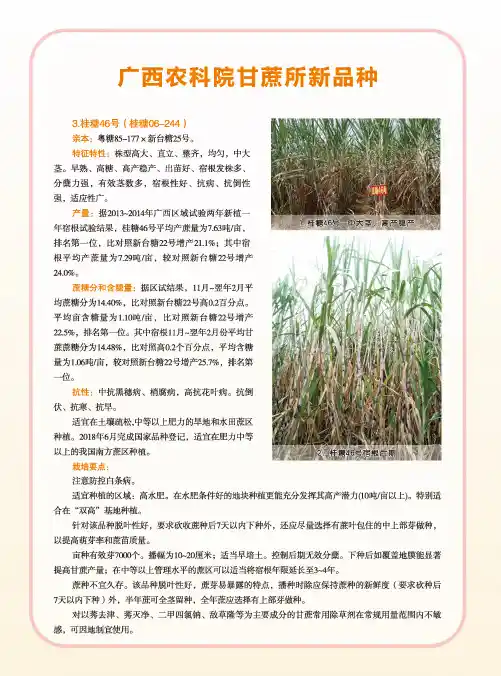 广西农科院甘蔗所新品种
