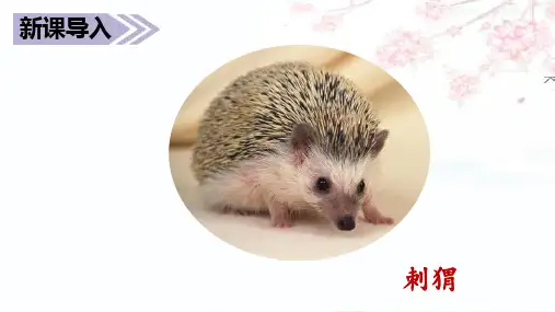 三年级上册语文课件-23《带刺的朋友》人教部编版 (共25张PPT)