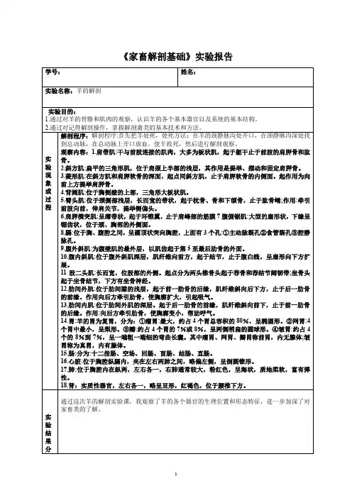 羊的解剖实验报告