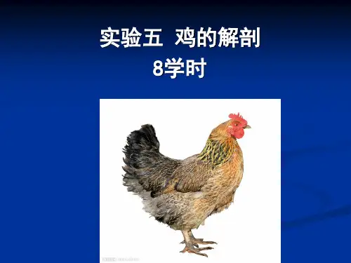 实验五鸡的解剖