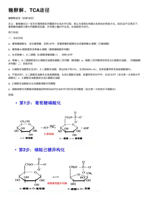 糖酵解、TCA途径