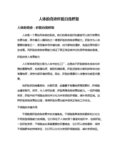 人体的奇迹肝脏自我修复