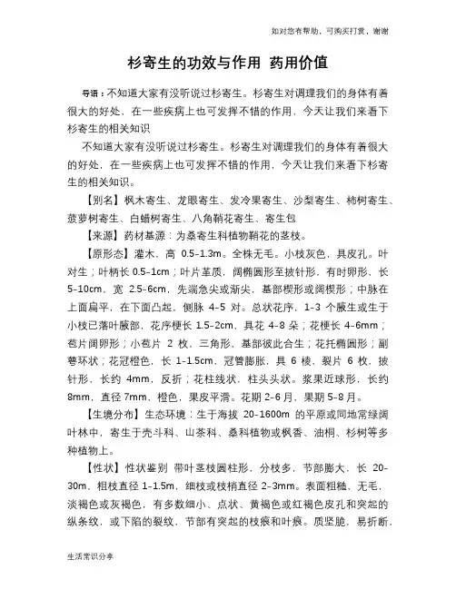 杉寄生的功效与作用 药用价值
