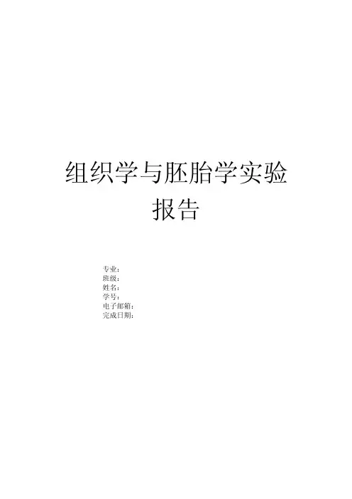 组织学与胚胎学实验报告