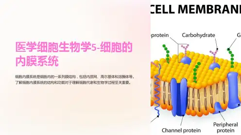 医学细胞生物学5-细胞的内膜系统