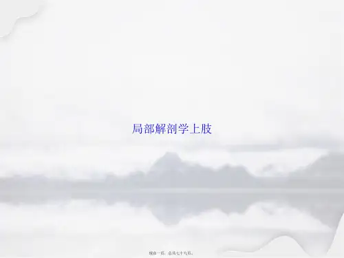 局部解剖学上肢讲课文档
