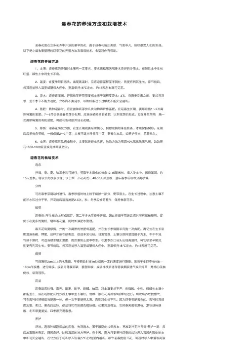 迎春花的养殖方法和栽培技术
