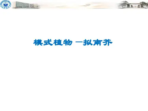 模式植物-拟南芥