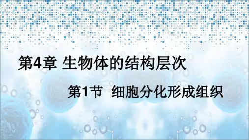 七年级生物上册第2单元第4章层次第1节细胞分化形成组织新版北师大版