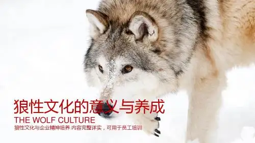 狼性文化狼道精神员工培训团队学习PPT
