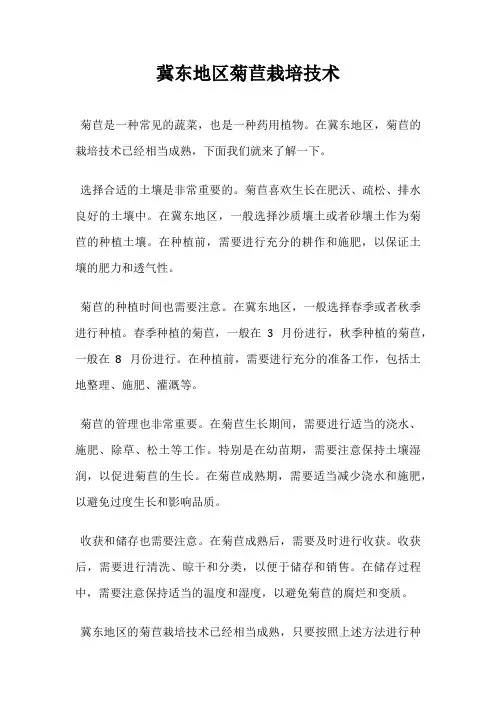冀东地区菊苣栽培技术