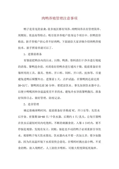 肉鸭养殖管理注意事项
