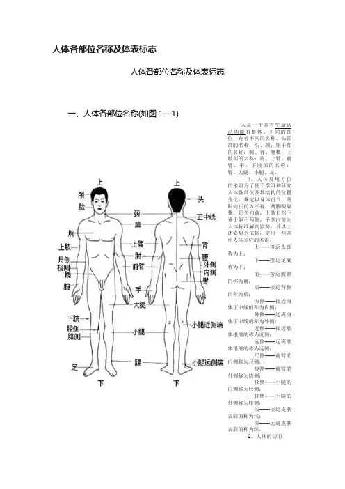 人体各部位名称及体表标志