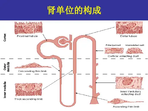 利尿剂的临床应用资料ppt课件