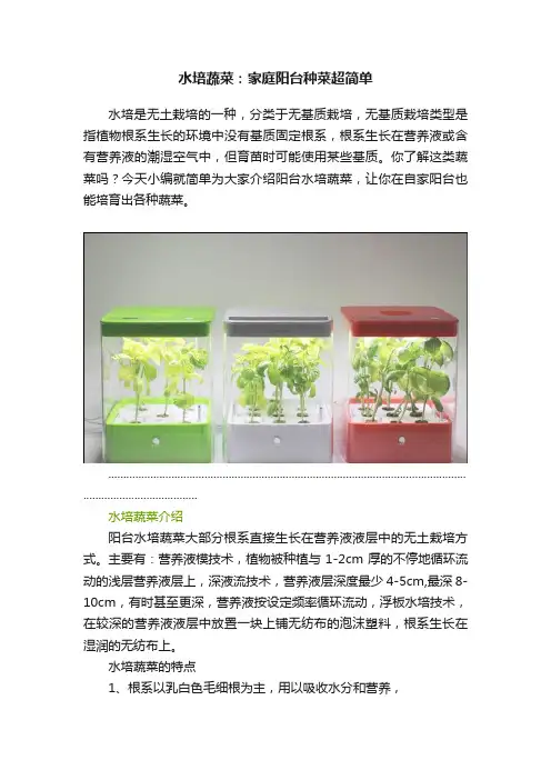 水培蔬菜：家庭阳台种菜超简单