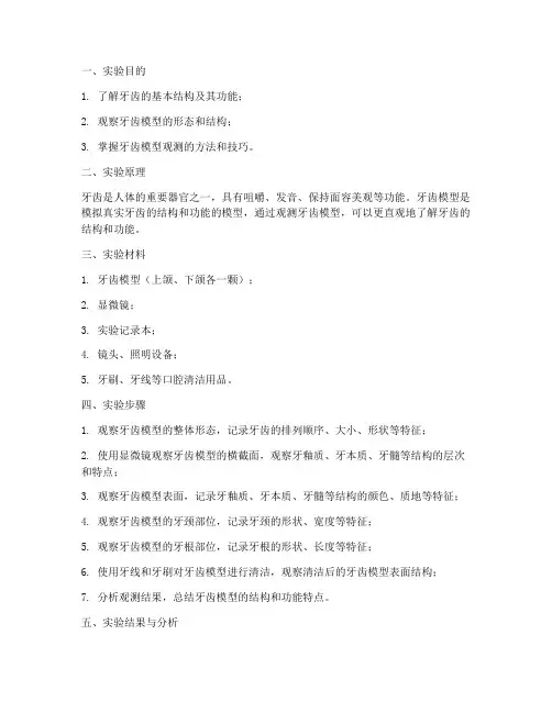 牙齿模型观测实验报告