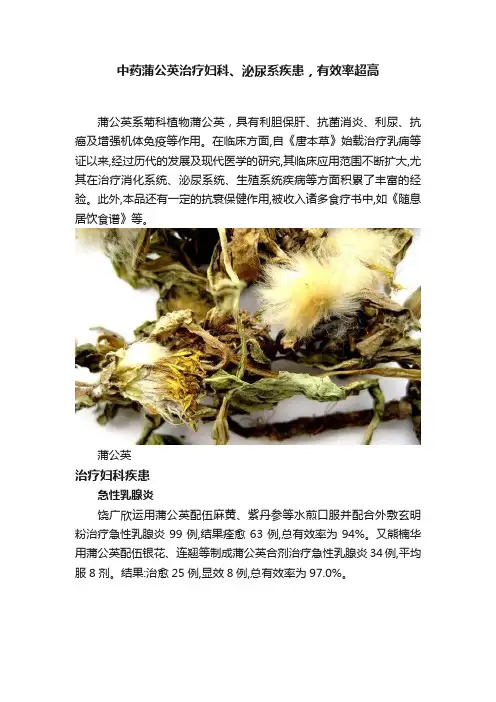 中药蒲公英治疗妇科、泌尿系疾患，有效率超高
