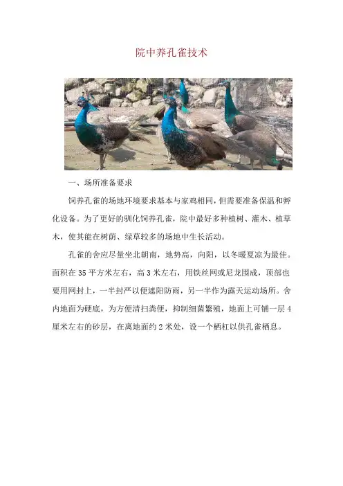 院中养孔雀技术