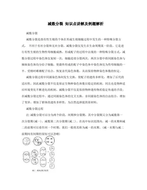 减数分裂知识点讲解及例题解析