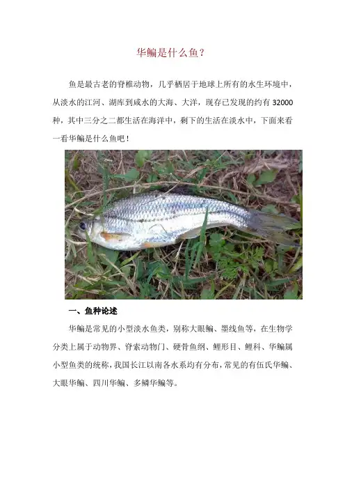 华鳊是什么鱼？