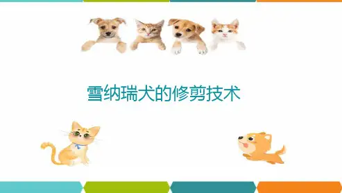 宠物美容技术—迷你雪纳瑞犬的修剪技术