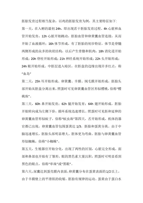 鸡胚发育过程