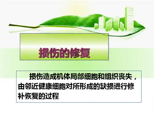 病理学课件：损伤修复