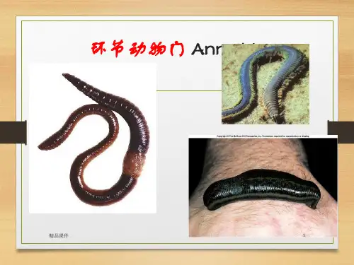 大学动物学环节动物ppt课件