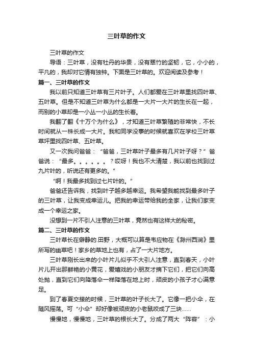 三叶草的作文