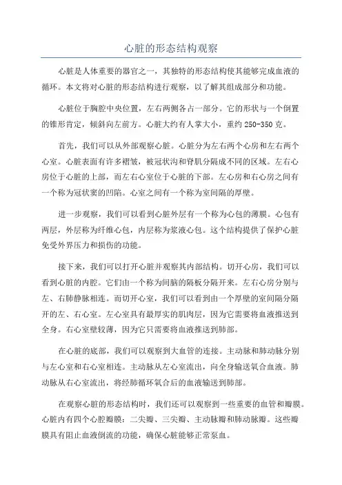 心脏的形态结构观察