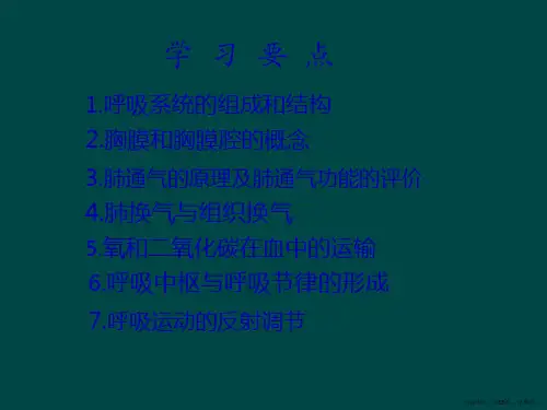 人体解剖学课程呼吸系统