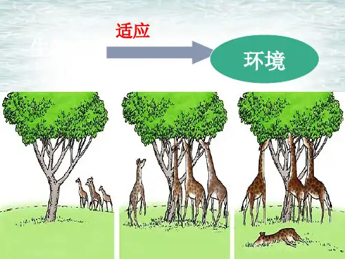 初中生物生物对环境的适应和影响课件