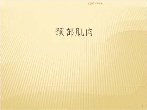主要颈部肌肉介绍ppt课件