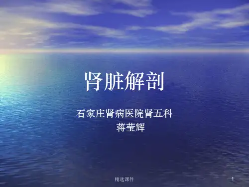 肾脏解剖ppt课件