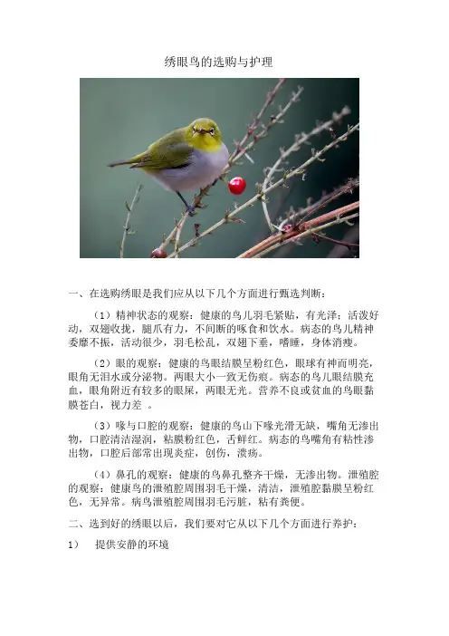绣眼鸟的选购与护理