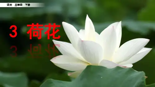 三年级语文荷花ppt课件