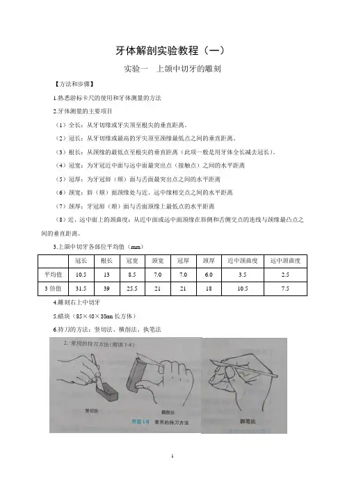 牙体解剖实验教程1