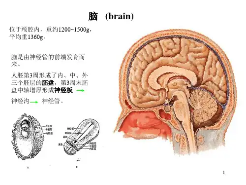 人体解剖学资料—脑干小脑