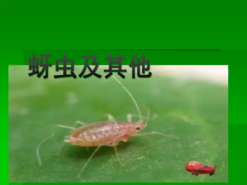 蚜虫及小麦蚜虫