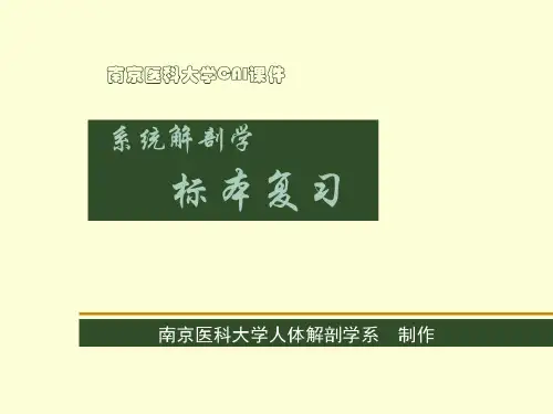 完整版系统解剖学标本复习-2023年学习资料
