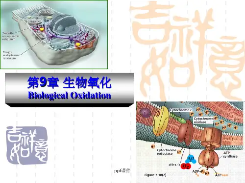 《生物氧化》PPT课件