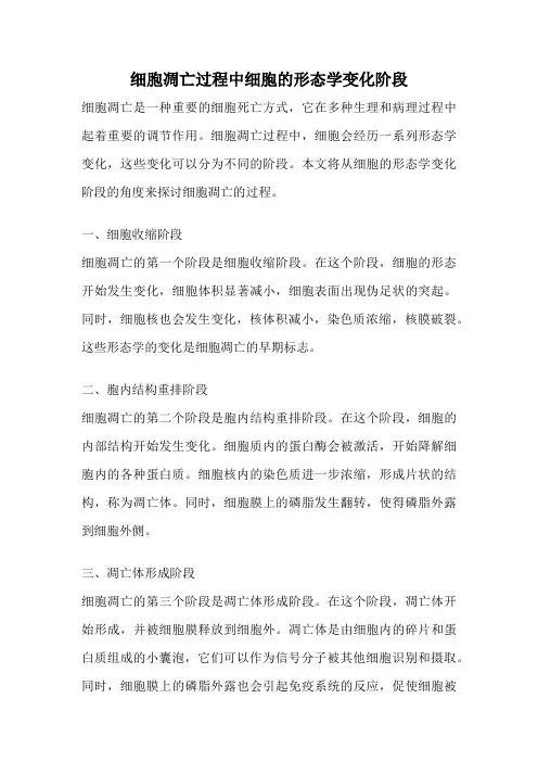 细胞凋亡过程中细胞的形态学变化阶段