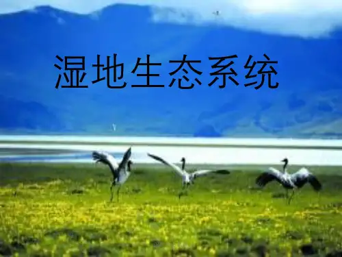 湿地生态系统