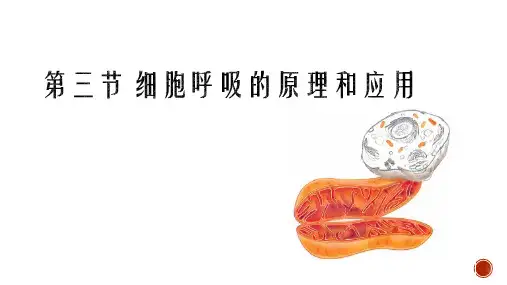 【新教材】5.3细胞呼吸的原理和应用 课件【新教材】人教版(2019)高中生物必修一