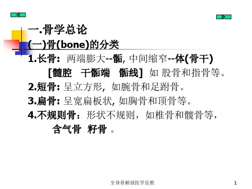 全身骨解剖医学宣教培训课件