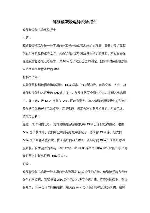 琼脂糖凝胶电泳实验报告