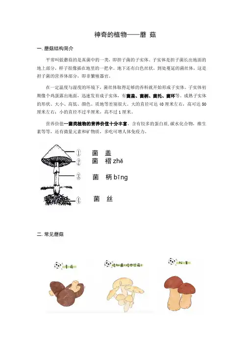 神奇的植物-蘑菇