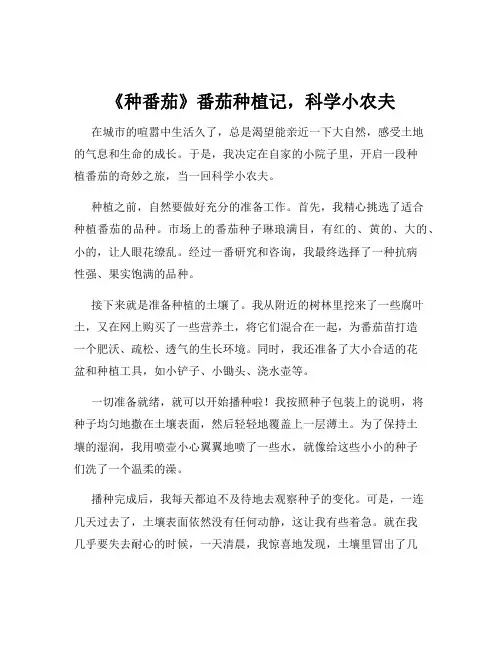 《种番茄》番茄种植记,科学小农夫