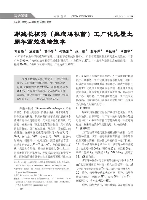 卵孢长根菇(黑皮鸡枞菌)工厂化免覆土周年高效栽培技术
